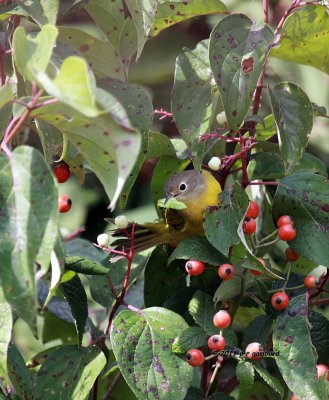 Nashville Warbler IMG_7343.jpg