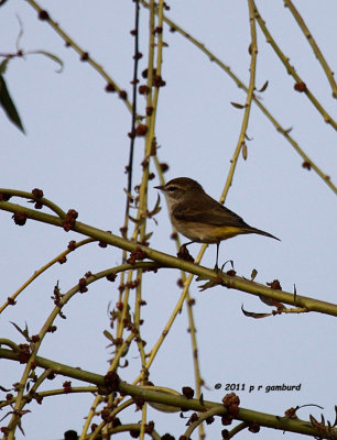 Palm Warbler IMG_6360.jpg