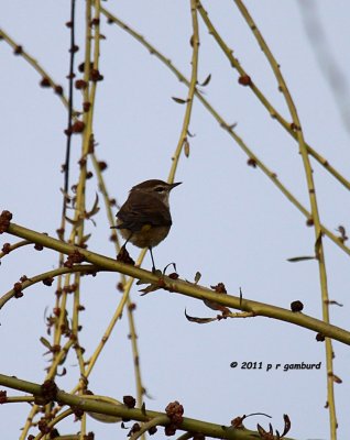 Palm Warbler IMG_6363.jpg