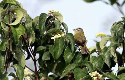 Red-eye Vireo IMG_7234.jpg