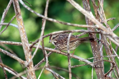 Song Sparrow IMG_6275.jpg