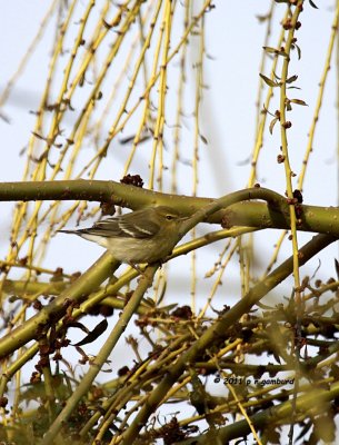 Tennessee Warbler IMG_6587.jpg