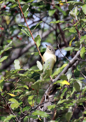 Warbling Vireo IMG_7169.jpg