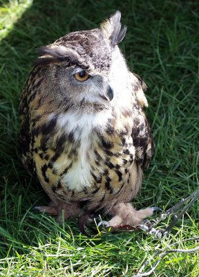 Eurasian Eagle Owl IMG_8066.jpg