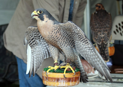 Peregrine Falcon IMG_7949.jpg