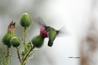 Ruby-throat Hummingbird IMG_8656.jpg