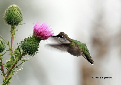 Ruby-throat Hummingbird IMG_8662.jpg