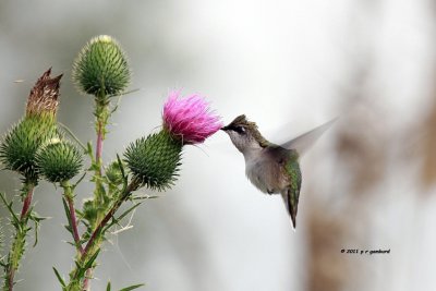Ruby-throat Hummingbird IMG_8664.jpg