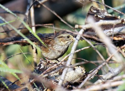 Swamp Sparrow IMG_8440.jpg