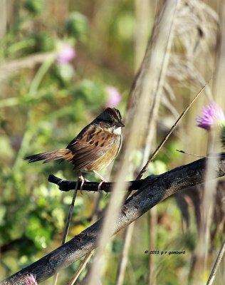 Swamp Sparrow IMG_8463.jpg