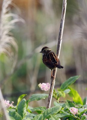 Swamp Sparrow IMG_8575.jpg