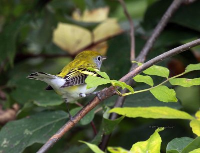 Chestnut-sided Warbler IMG_9717.jpg