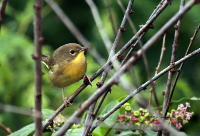 Common Yellow-throat IMG_9452.jpg