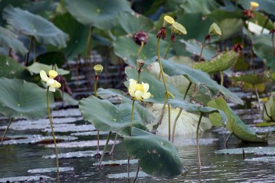 Lotus Pond IMG_9265.jpg