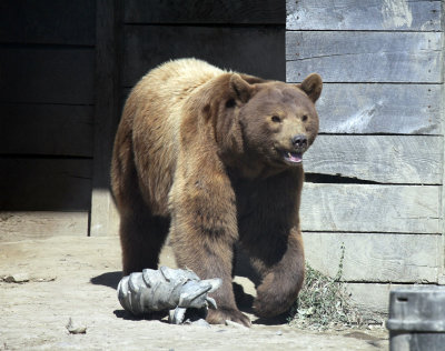 Coco the Grizzly IMG_1269.jpg