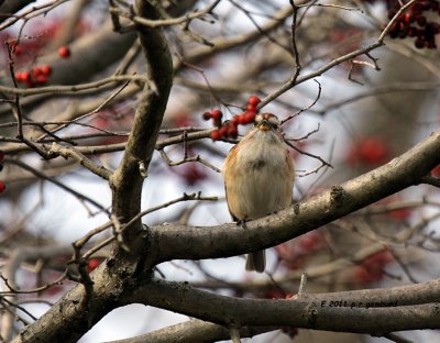 American Tree Sparrow IMG_8584.jpg