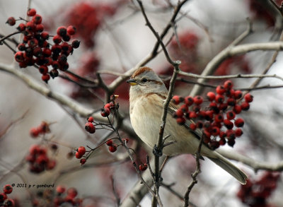American Tree Sparrow IMG_8689.jpg