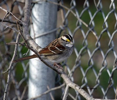 White-throat Sparrow IMG_8391.jpg