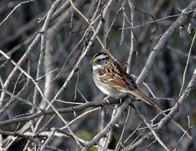 White-throat Sparrow IMG_8401.jpg