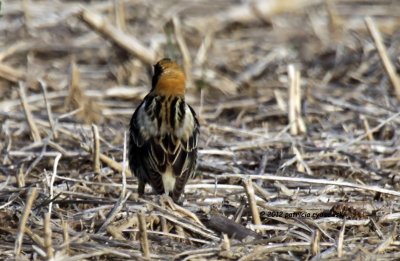 Bobolink IMG_4882.jpg