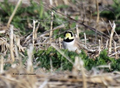 Horned Lark IMG_4925.jpg