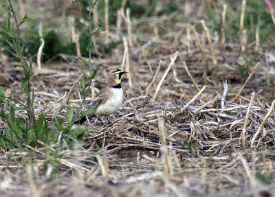 Horned Lark IMG_5039.jpg