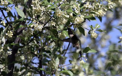 Ruby-throat Hummingbird IMG_5527.jpg