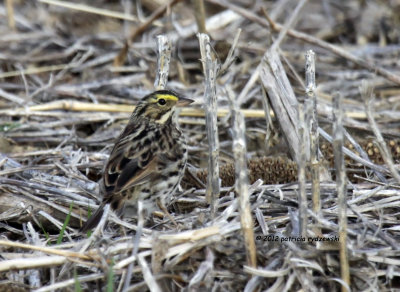 Savannah Sparrow IMG_4863.jpg
