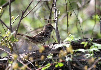 Sparrow IMG_6260.jpg