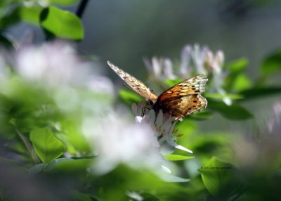 Atlantis Fritillary IMG_6233.jpg