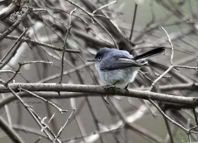 Blue-gray Gnatcatcher IMG_3019.jpg