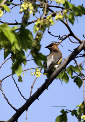 Cedar Waxwing IMG_4434.jpg