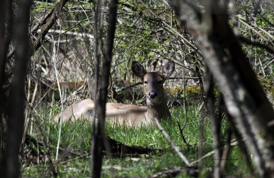 Deer at rest IMG_3324.jpg