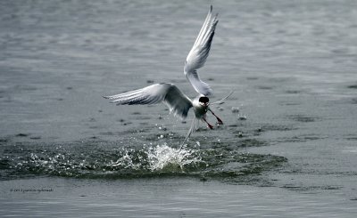 Forsters Tern IMG_3186.jpg