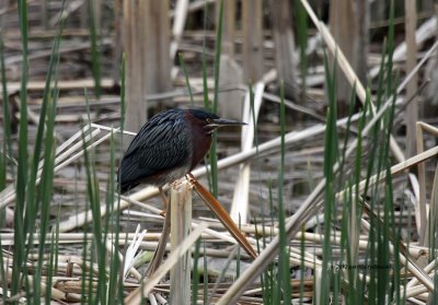 Green Heron IMG_4147.jpg