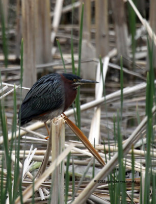 Green Heron IMG_4149.jpg