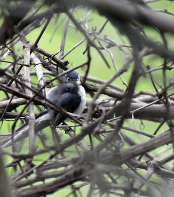 Blue-gray Gnatcatcher (Hiding within) IMG_3090.jpg