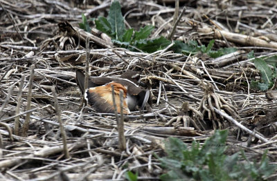 Kildeer IMG_2819.jpg