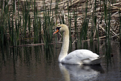 Mute Swan dad IMG_3364.jpg