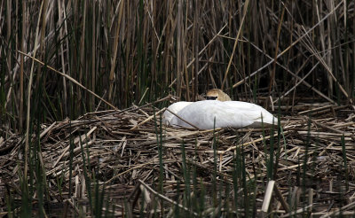 Mute Swan nesting IMG_3361.jpg