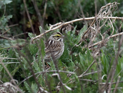 Savannah Sparrow IMG_2857.jpg