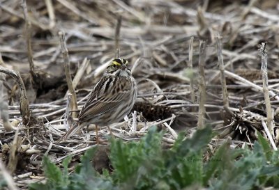 Savannah Sparrow IMG_2874.jpg