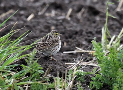 Savannah Sparrow IMG_2913.jpg