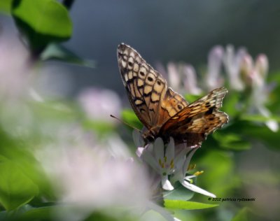 Atlantis Fritillary IMG_6237.jpg