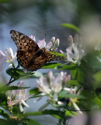 Atlantis Fritillary IMG_6243.jpg