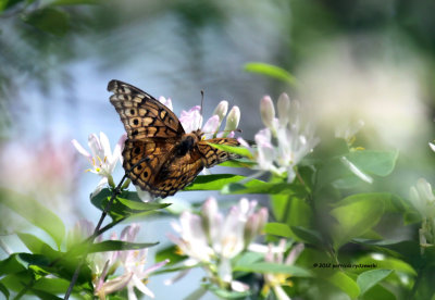 Atlantis Fritillary IMG_6245.jpg