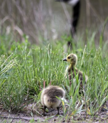 Baby Canadien Geese IMG_5288.jpg