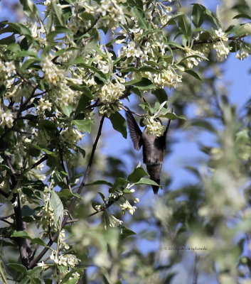 Ruby-throat Hummingbird IMG_5551.jpg