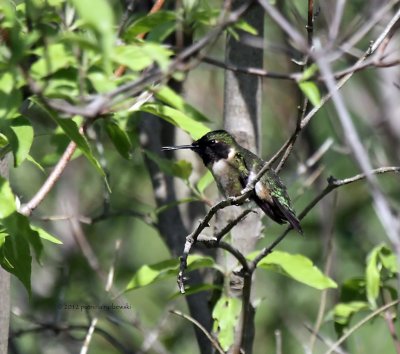 Ruby-throat Hummingbird IMG_5653.jpg