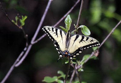 Tiger Swallowtail IMG_6336.jpg
